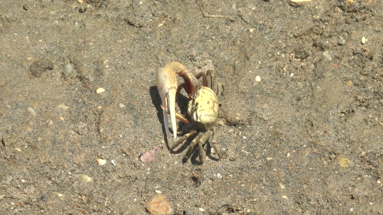 Small pale crab in Guerrero Negro, Baja California Sur, seen from above on damp sand with one oversized claw lifted and no visible people.