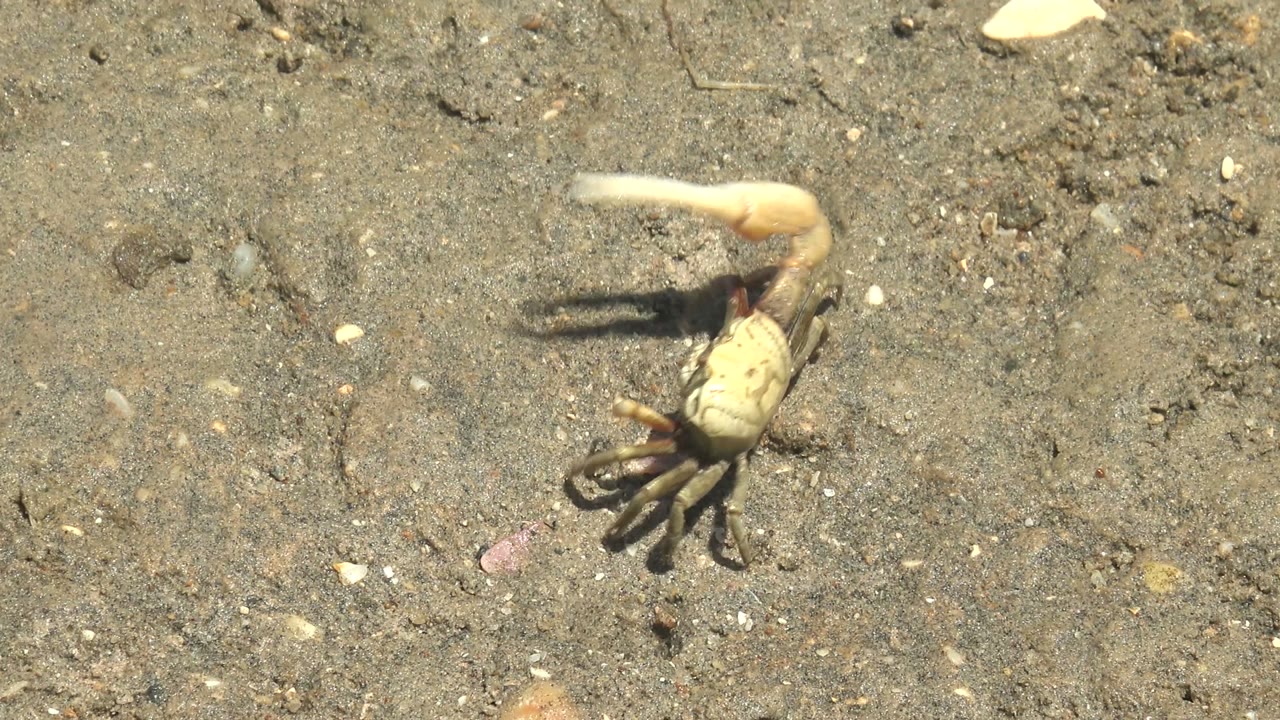 Crab centered on sand with its large claw extended upward.