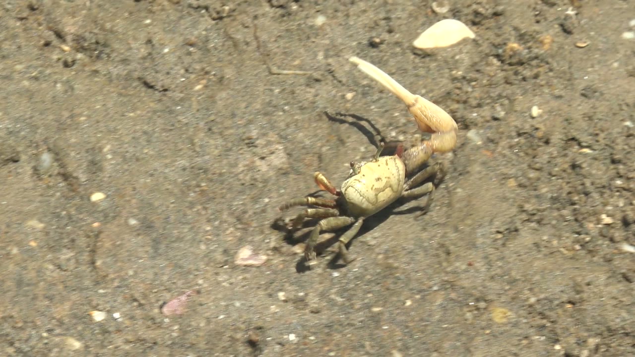 Small crab in Guerrero Negro, Baja California Sur, angled across the sand with its pale claw raised near scattered shells, pebbles, and no visible people.