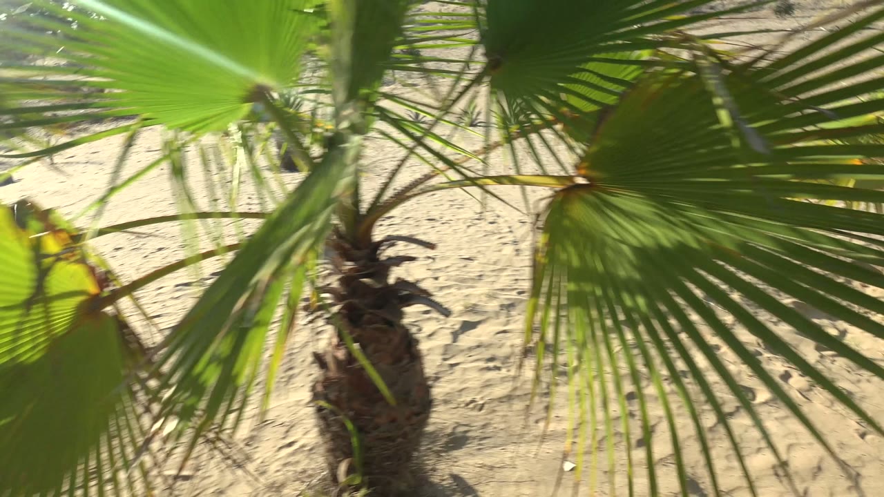 Close green palm fronds dominate the foreground above pale sand in San Carlos, Baja California Sur, Mexico, with no visible people.