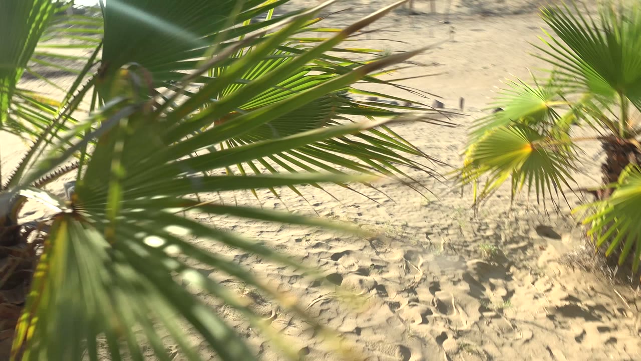 Palm leaves crossing sunlit sand