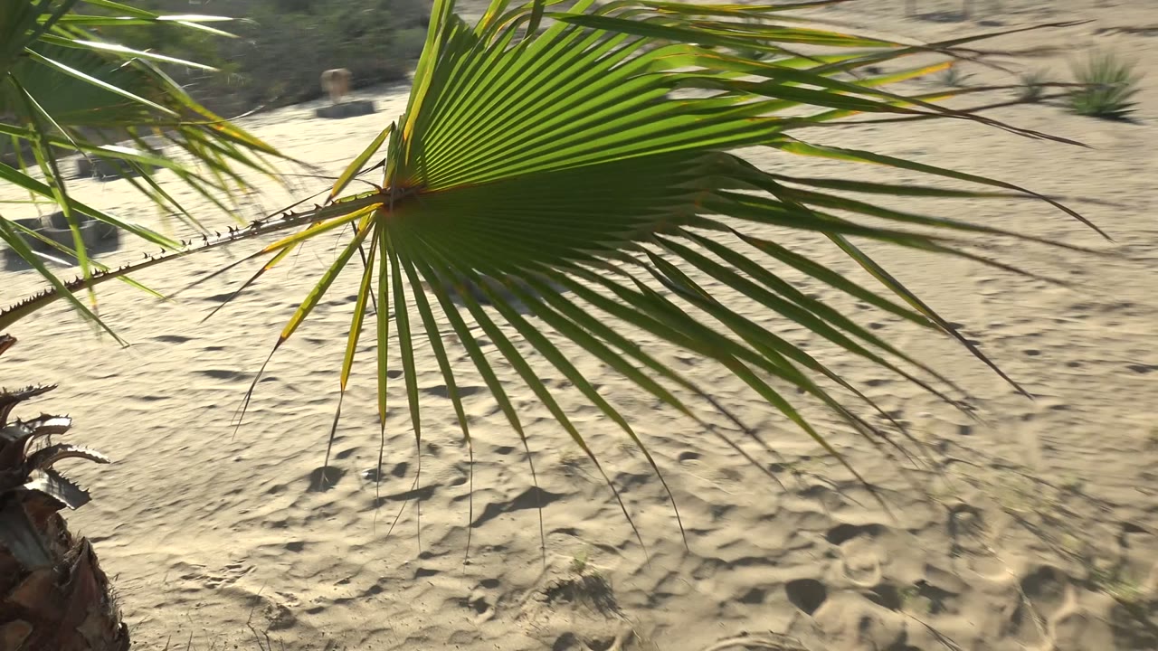 Fan-shaped palm fronds hang across the upper frame above sandy ground in San Carlos, with sparse plants in the distance and no visible people.