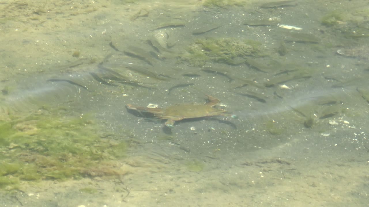 Small turtle near the left side of shallow clear water in Guerrero Negro, Baja California Sur, with small fish, green algae, sandy bottom, and no visible people.