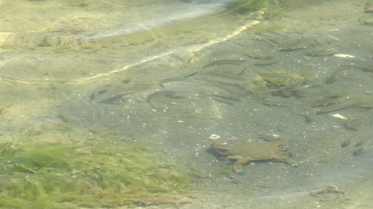 Small turtle swimming across rippled shallow water