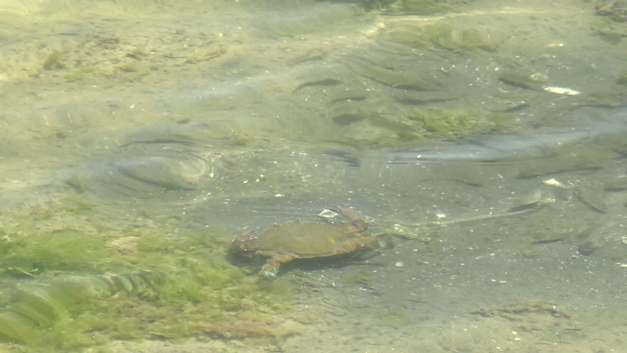 Small turtle near the center of shallow water in Guerrero Negro, Baja California Sur, surrounded by small fish over a pale sandy bottom with green algae and no visible people.