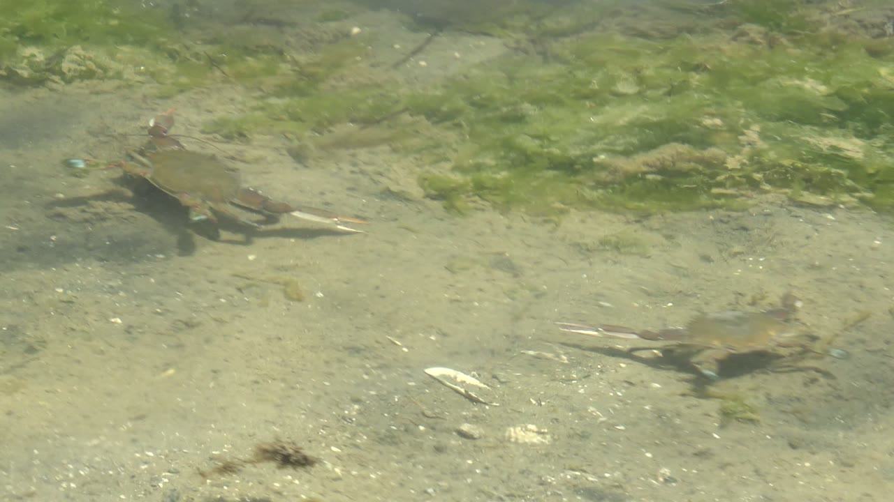 A brown turtle moves near the left side of shallow clear water over a sandy riverbed with green algae in Guerrero Negro, Baja California Sur, with no visible people.