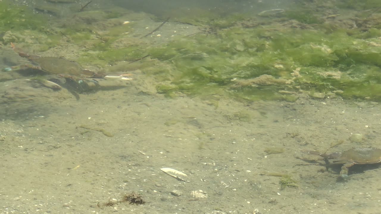 Turtle crossing a sandy riverbed below clear water and algae.