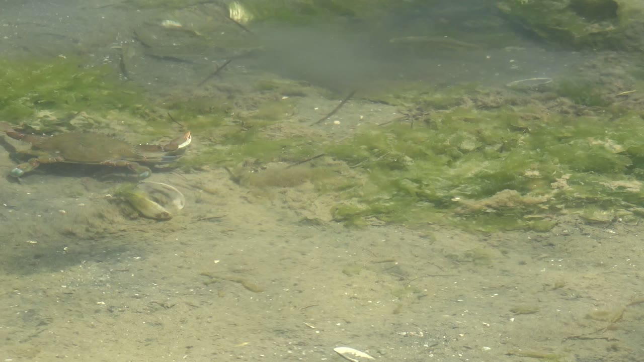 A brown turtle sits closer to the lower right area of the frame under green-tinted shallow water, with algae and shell pieces on the sandy bottom in Guerrero Negro, Baja California Sur, with no visible people.