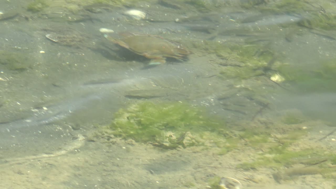 Small turtle near the upper left of a shallow clear water frame in Guerrero Negro, Baja California Sur, with algae patches, shells, and no visible people.