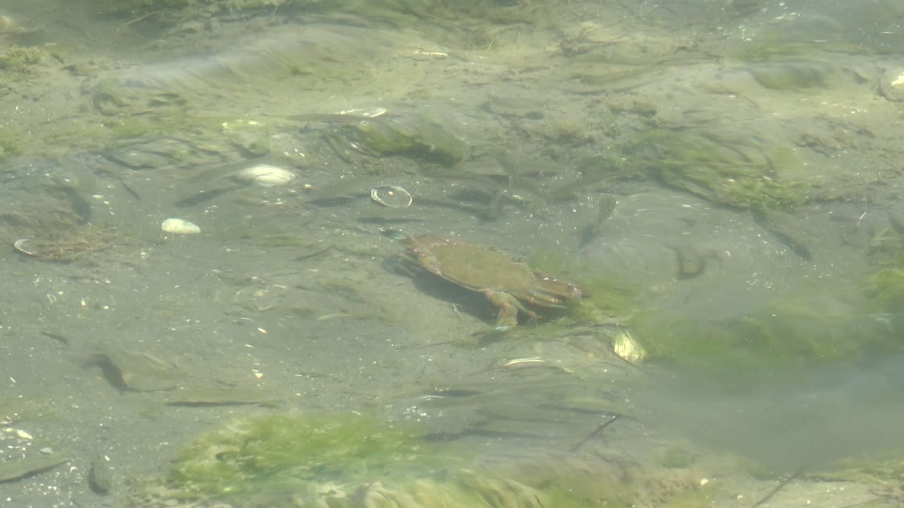 Small turtle crossing clear water above sandy bottom