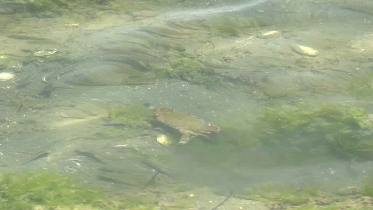 Small turtle toward the right side of the shallow water in Guerrero Negro, Baja California Sur, passing near green algae and scattered shells with no visible people.