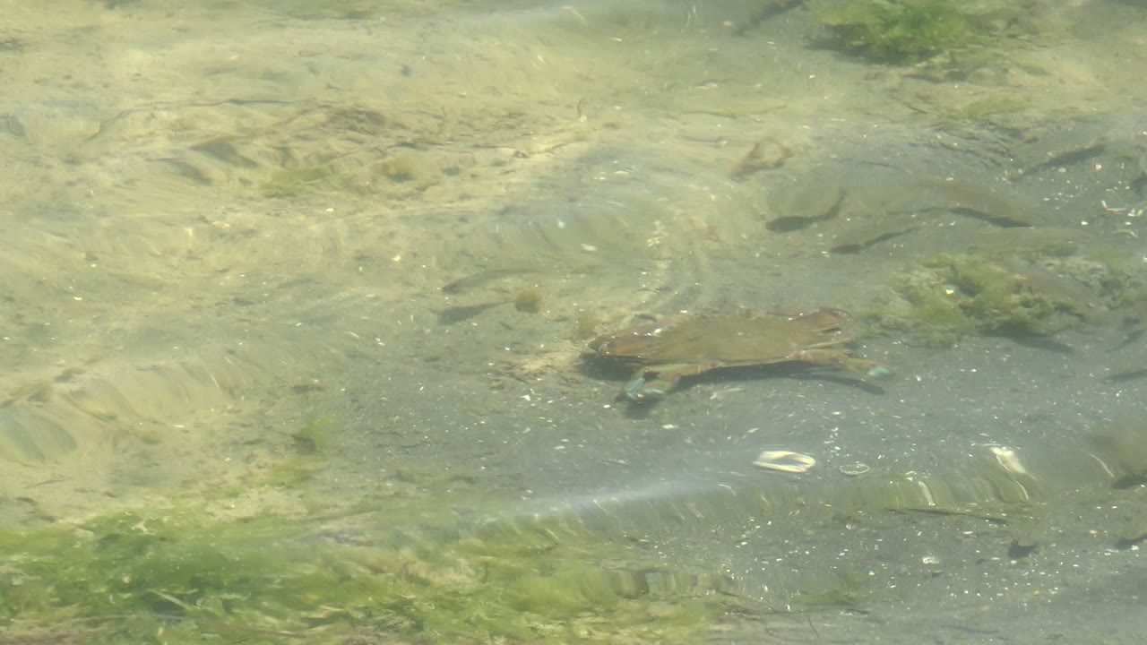 A frog appears under rippled clear water over a pale riverbed in Guerrero Negro, Baja California Sur, with green aquatic plants nearby and no visible people.