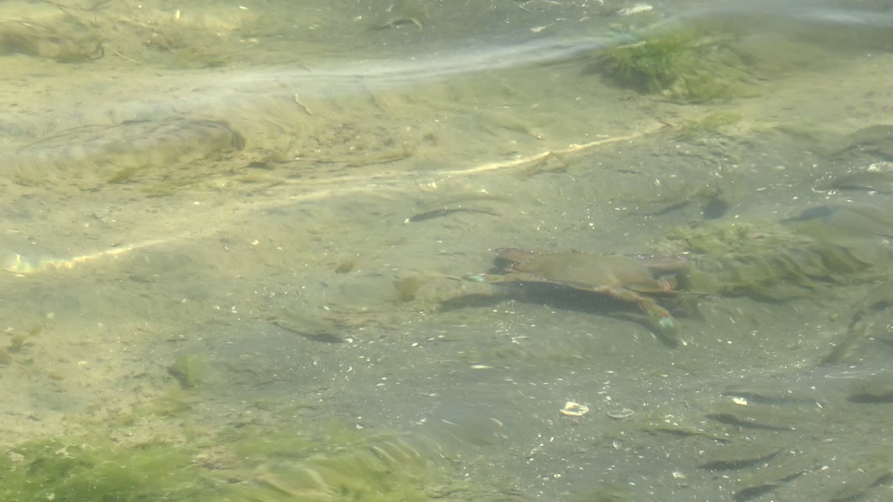 Frog swimming across rippled shallow water.
