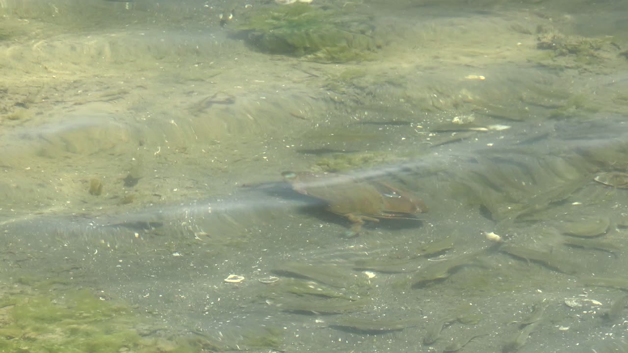A frog sits toward the right side of the frame beneath clear water in Guerrero Negro, Baja California Sur, with sunlight streaks, green plant patches, and no visible people.