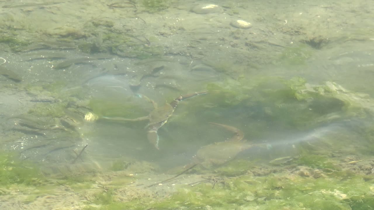 At the start of the Guerrero Negro clip, two small turtles are visible in clear shallow green water above algae, rocks, and sandy bottom, with no visible people.