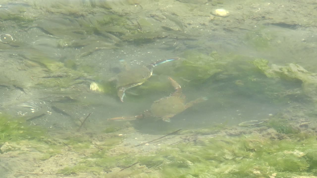 Turtles swimming through rippled shallow water above green algae.