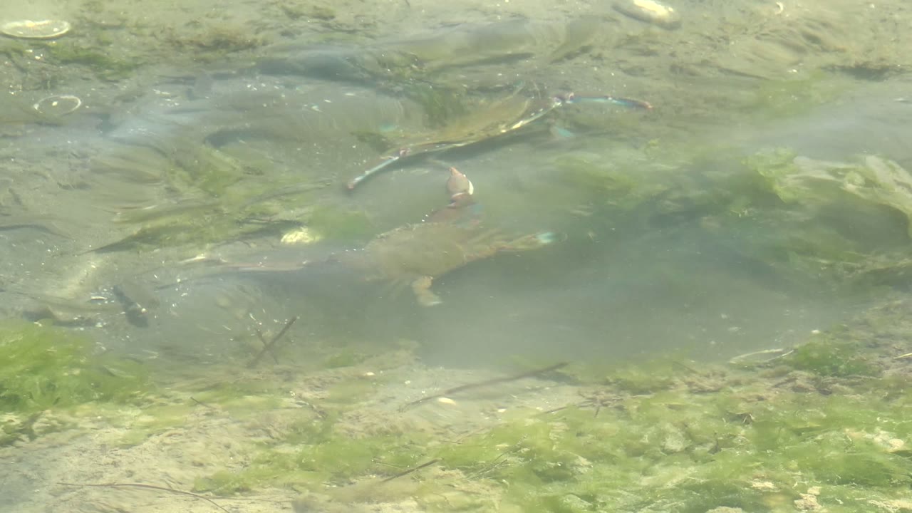 At 0:02, the turtles sit nearer the middle of the frame in clear Guerrero Negro water, surrounded by green algae, pale stones, and soft sun reflections, with no visible people.