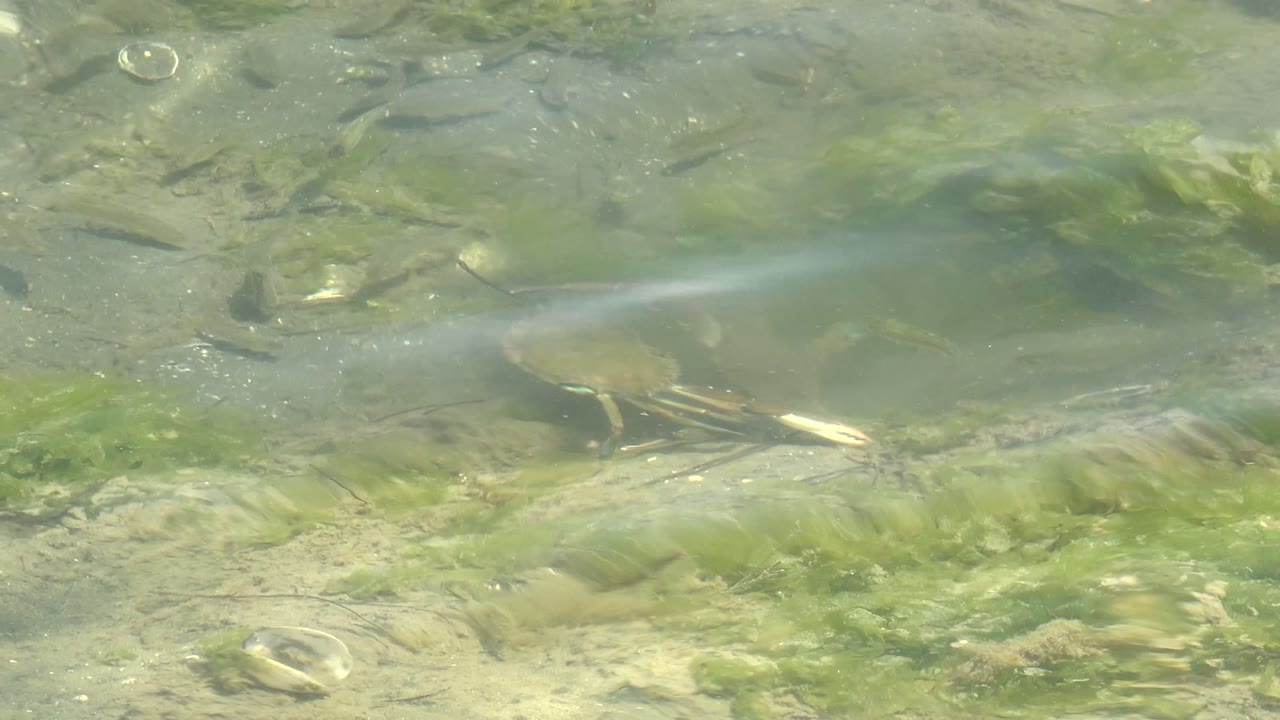 Crabs are visible in shallow clear water in Guerrero Negro, Baja California Sur, with green algae, rocks, and plant debris on the bottom and no visible people.