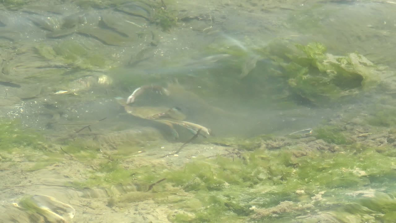 Crab near algae patches in clear shallow water