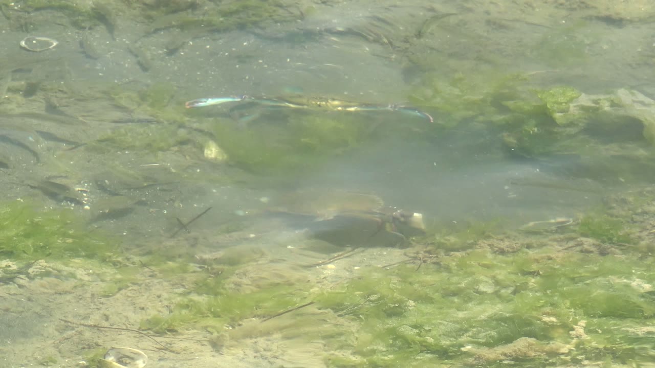 A crab appears in the upper right area of the shallow water while green algae, submerged rocks, and rippled light fill the Guerrero Negro frame, with no visible people.