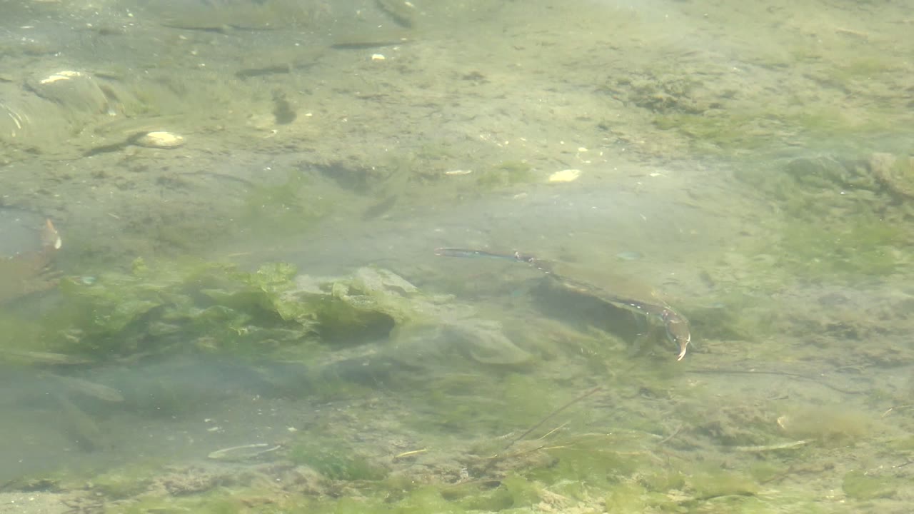 Small fish swim through clear shallow water over algae-covered rocks in Guerrero Negro, Baja California Sur, with no visible people.
