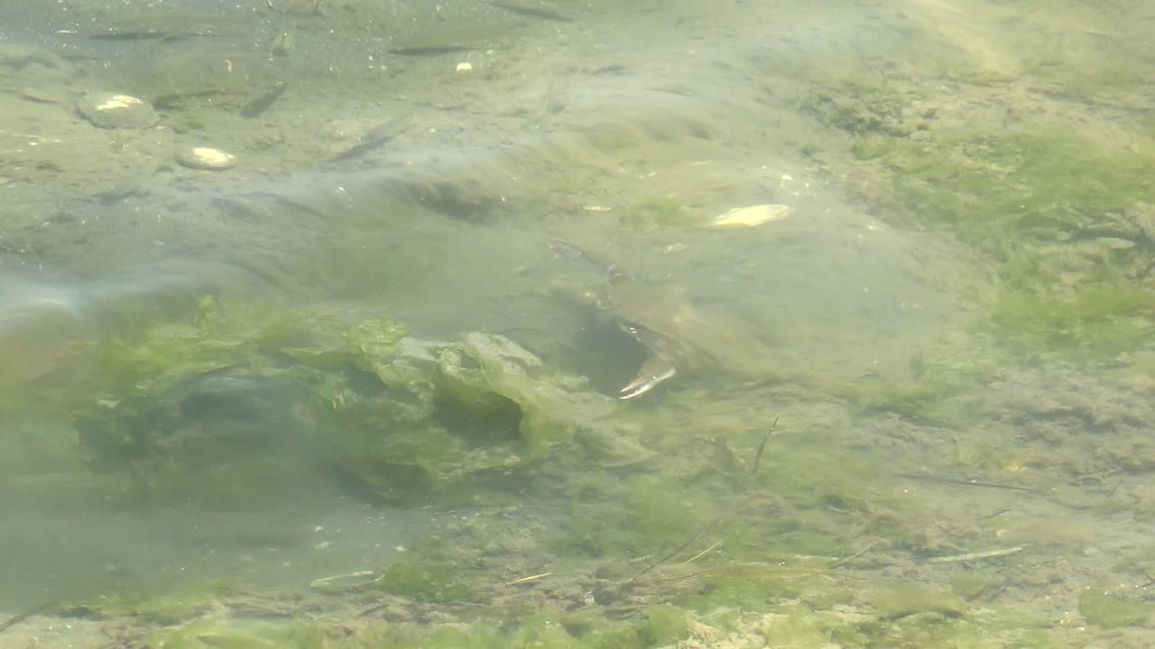 Fish near submerged rocks and green aquatic plants
