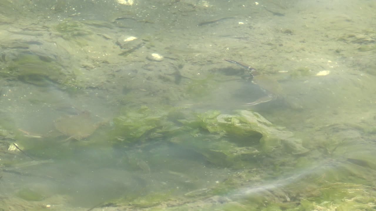 Soft ripples cross pale green shallow water as small fish move above algae and stones in Guerrero Negro, Baja California Sur, with no visible people.