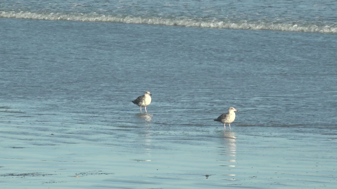 Two seagulls stand apart in shallow ocean water on wet sand at La Bocana, Baja California Sur, with a low wave line behind them and no visible people.