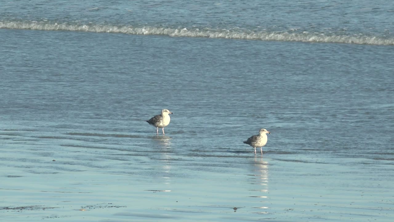Two seagulls on reflective wet sand with ripples behind them.
