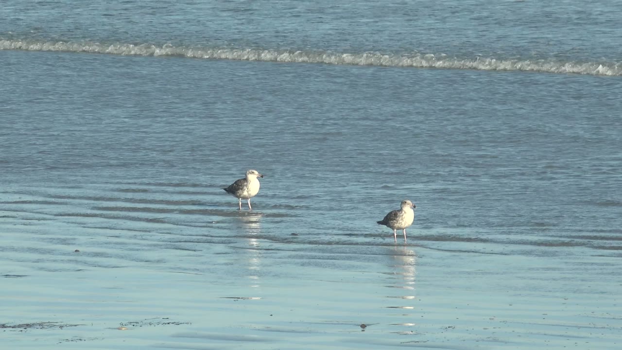 Two seagulls stand in the lower shoreline area at La Bocana, Baja California Sur, with a small breaking wave stretching across the background and no visible people.