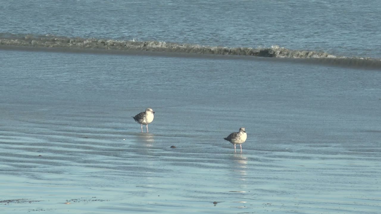 Two seagulls stand apart on wet reflective sand at La Bocana, Baja California Sur, with a low wave line in the background and no visible people.