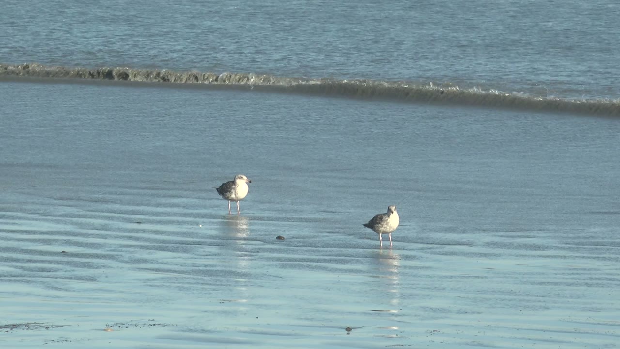 Two seagulls on wet beach sand with a receding wave behind them.
