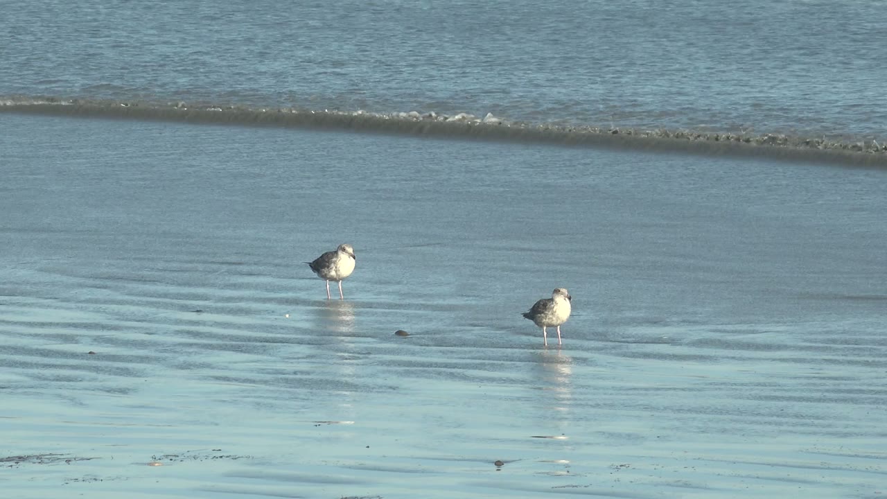 Two seagulls stand on pale reflective sand at La Bocana while calm blue ocean water forms soft horizontal wave lines behind them, with no visible people.