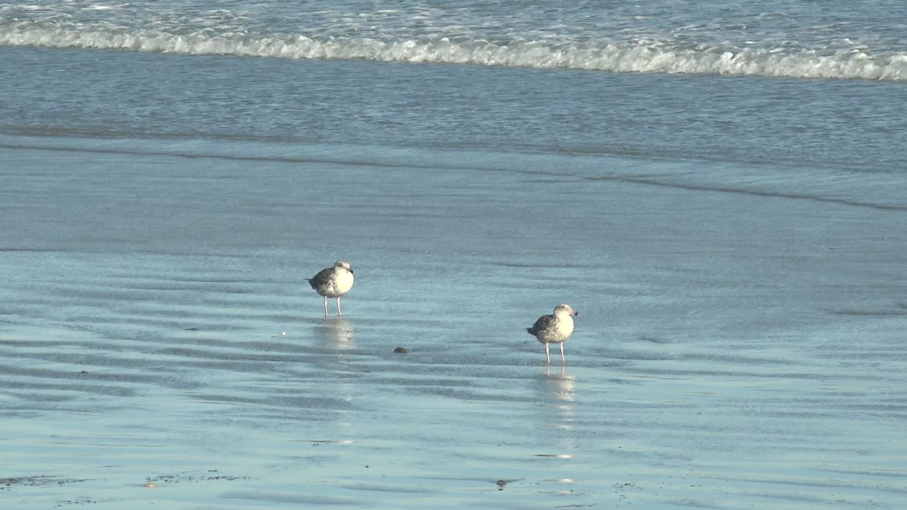 Two seagulls stand apart on reflective wet sand at La Bocana, Baja California Sur, Mexico, with a thin wave line in the background and no visible people.