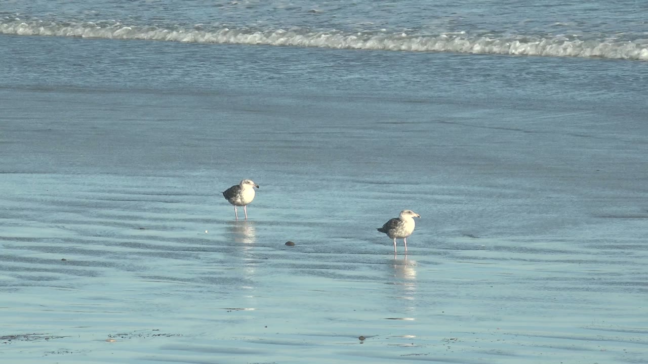 Two seagulls on reflective beach sand as the surf line shifts in the background.