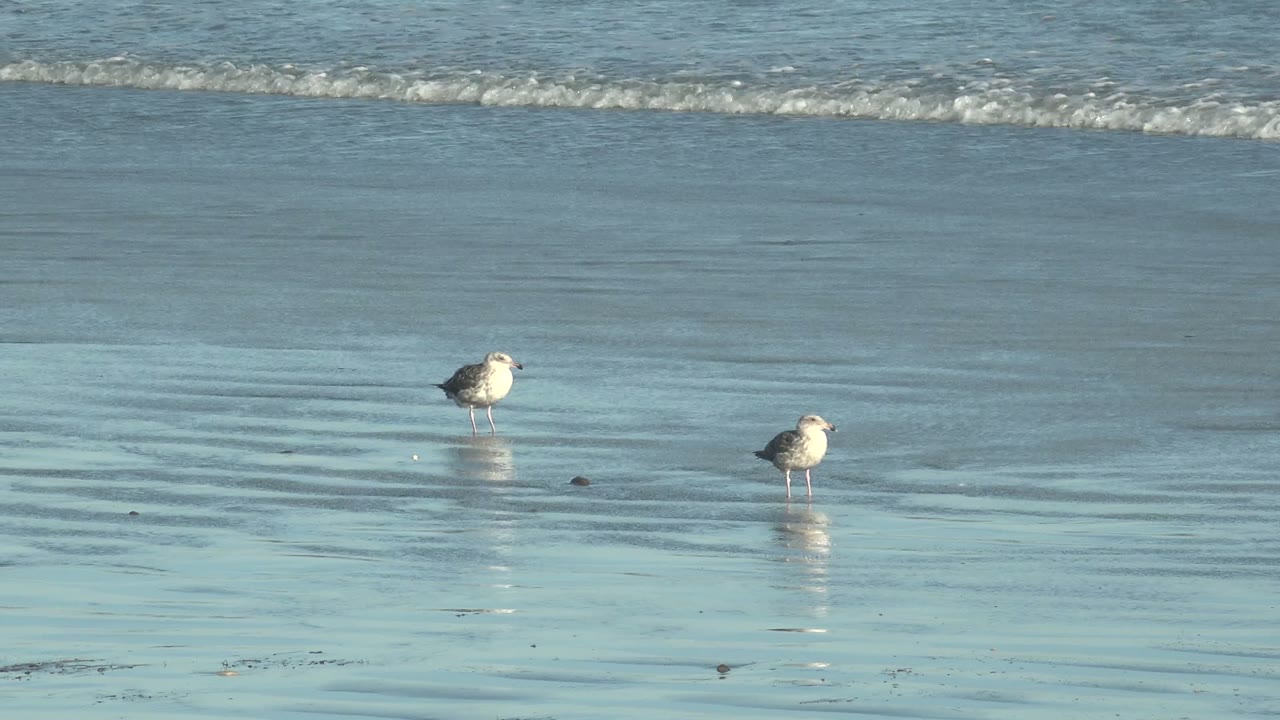 The two seagulls stand on rippled wet sand at La Bocana while a soft band of ocean water runs across the upper background, with no visible people.