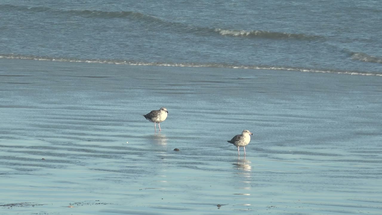Two seagulls stand apart on wet reflective sand at La Bocana, Baja California Sur, with shallow ocean water behind them and no visible people.