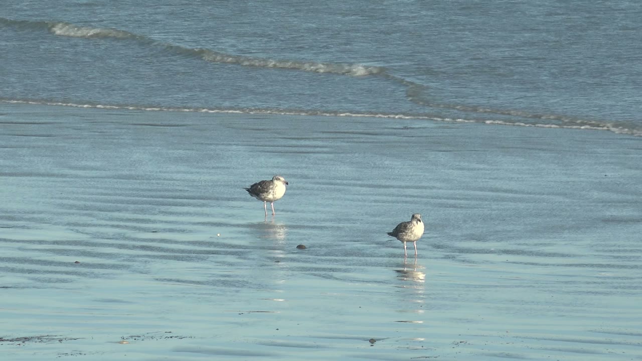 The two seagulls remain on glossy beach sand in La Bocana as a thin line of surf crosses the background, with no visible people.