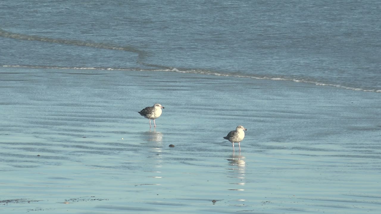 Two seagulls stand in similar positions on the wet La Bocana shore, with their reflections visible below and low ripples in the ocean behind, no visible people.