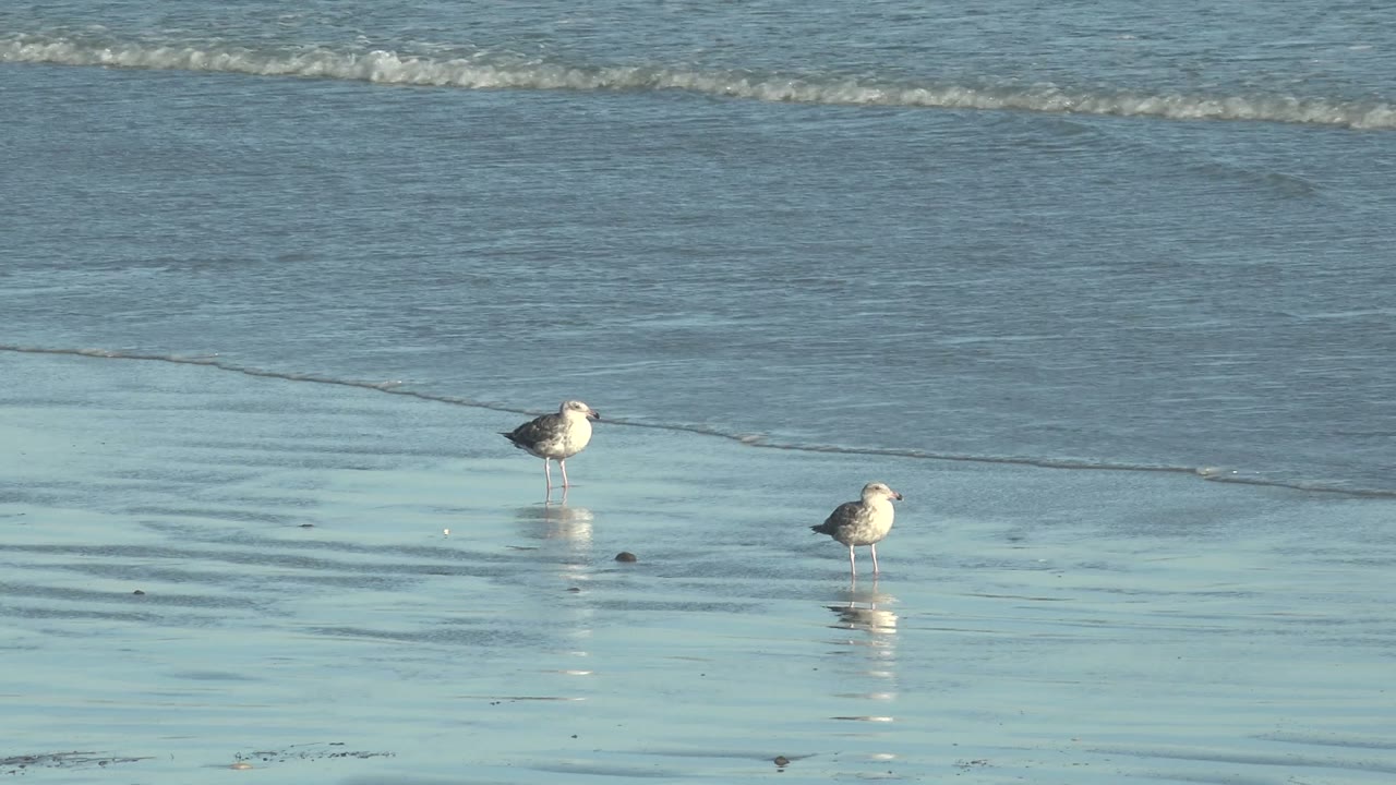 Two seagulls stand apart on reflective wet sand at La Bocana, Baja California Sur, with low blue-gray waves behind them and no visible people.