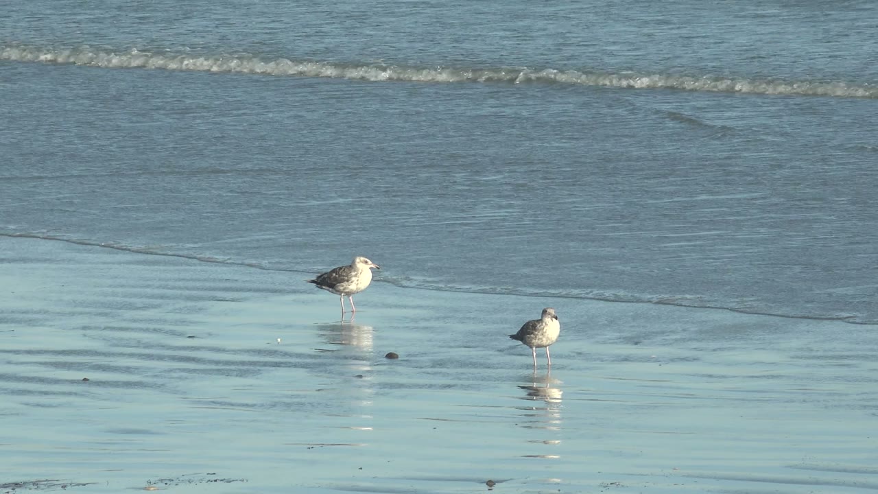 Two seagulls on a reflective beach as a thin wave line reaches the background.