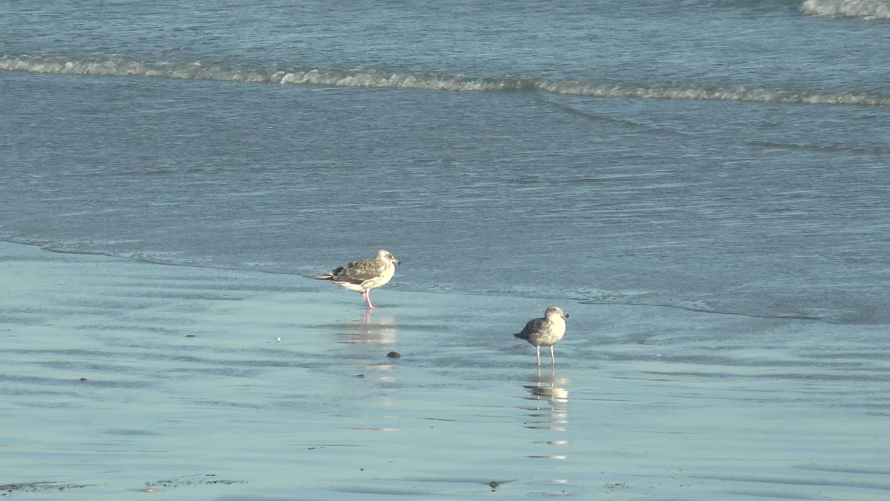 Two seagulls stand on the flat wet shoreline in La Bocana, Baja California Sur, with shallow blue water and low rolling waves in the background, no visible people.