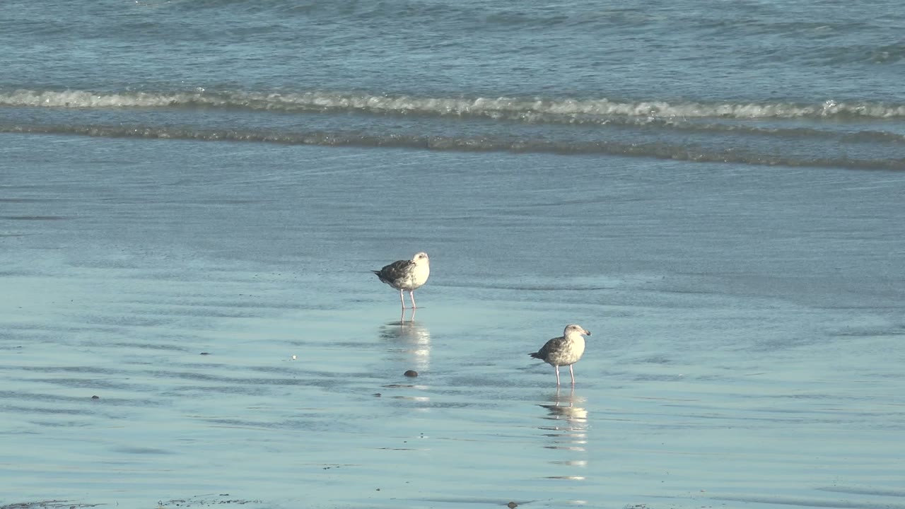 Two seabirds stand apart on reflective wet sand at La Bocana, Baja California Sur, with low blue water and a thin surf line in the background, no visible people.