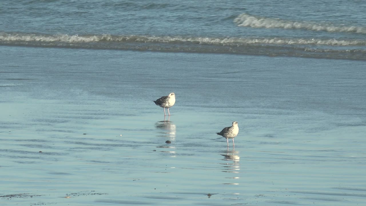 Two seabirds on wet sand as a low wave rolls across the background.