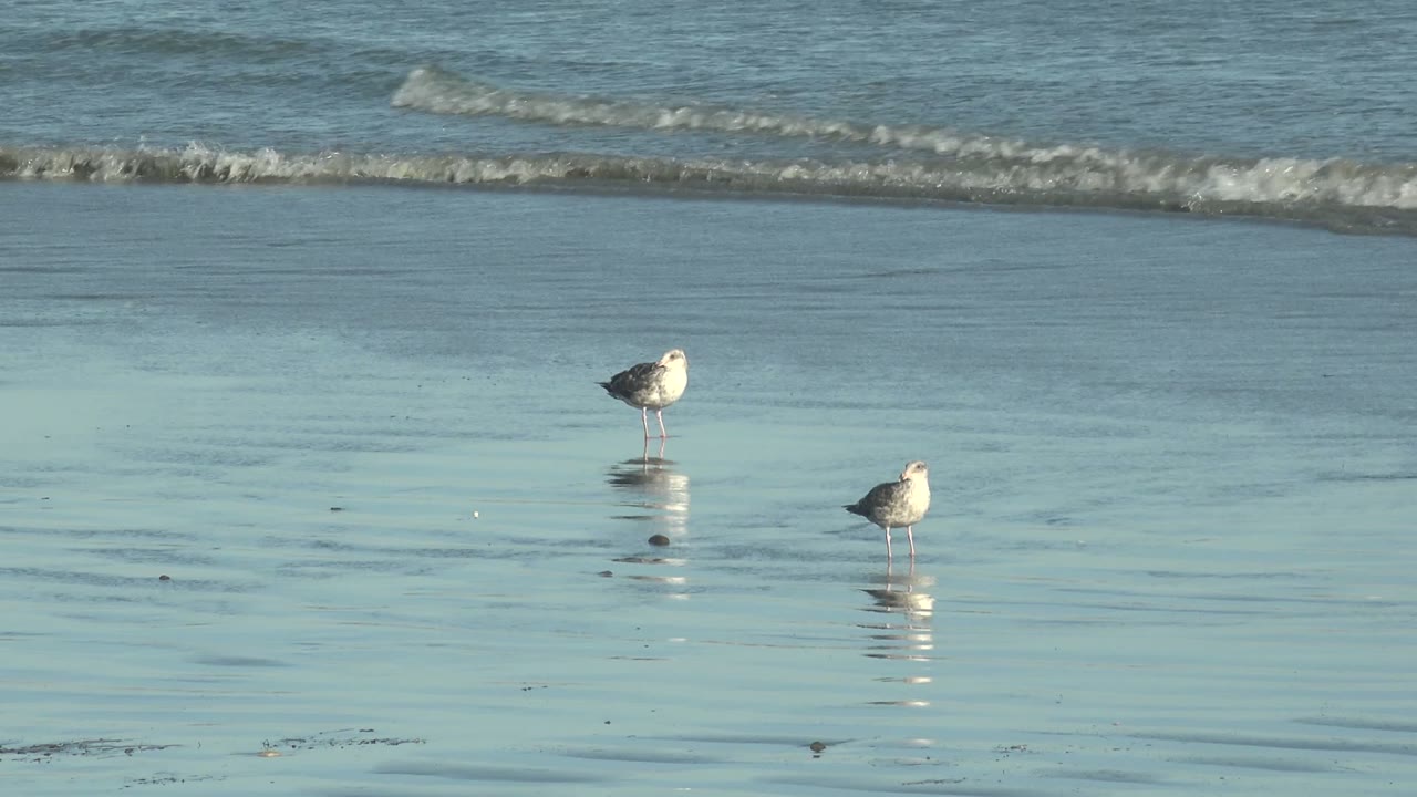 At La Bocana, two seabirds stand in shallow blue water with faint ripples around their legs and a soft ocean wave line near the top of the frame, no visible people.