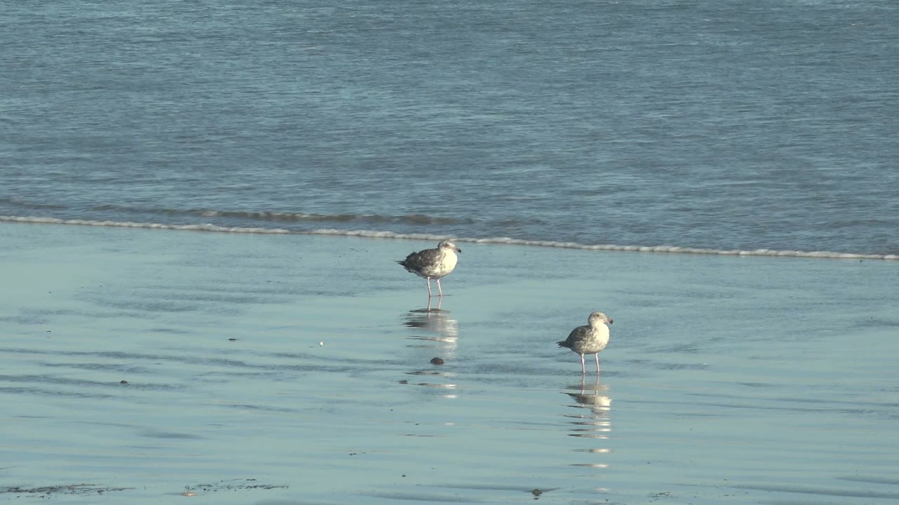 Two seagulls stand apart on wet reflective sand at the La Bocana shoreline, with blue ocean behind them and no visible people.