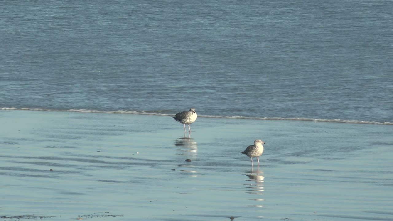 Two seagulls on wet sand with a white foam line moving across the beach.