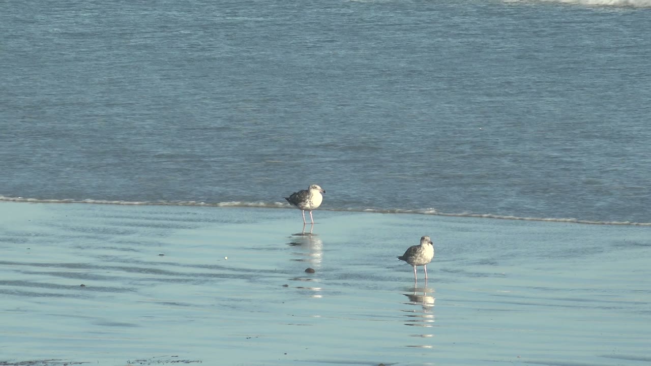 Two seagulls stand in similar positions on glossy wet sand at La Bocana while the wave line sits farther back in the blue water, with no visible people.