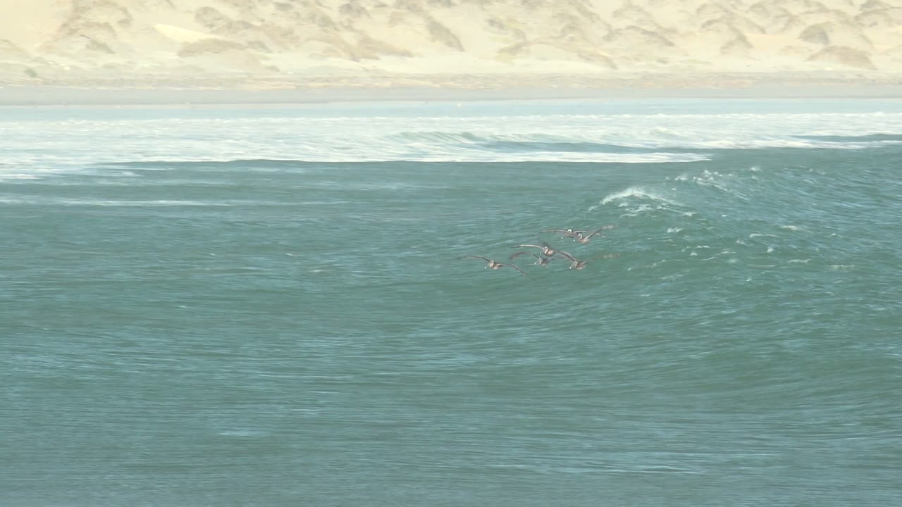 Seabirds above a forming ocean wave near sandy dunes