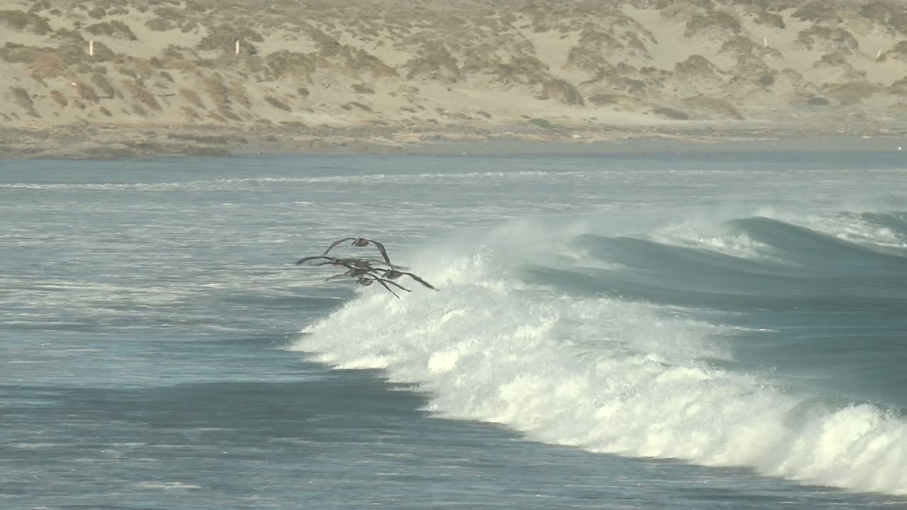 Seabirds fly low over a breaking wave at La Bocana, Baja California Sur, with pale sandy dunes in the background and no visible people.